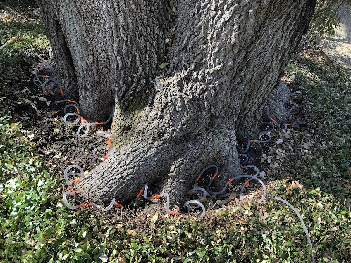 Detailed Tree Cabling and Bracing job site in Poolville