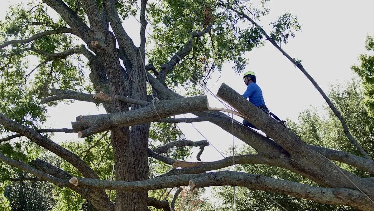 Professional Crown Thinning performed by certified arborists in Poolville